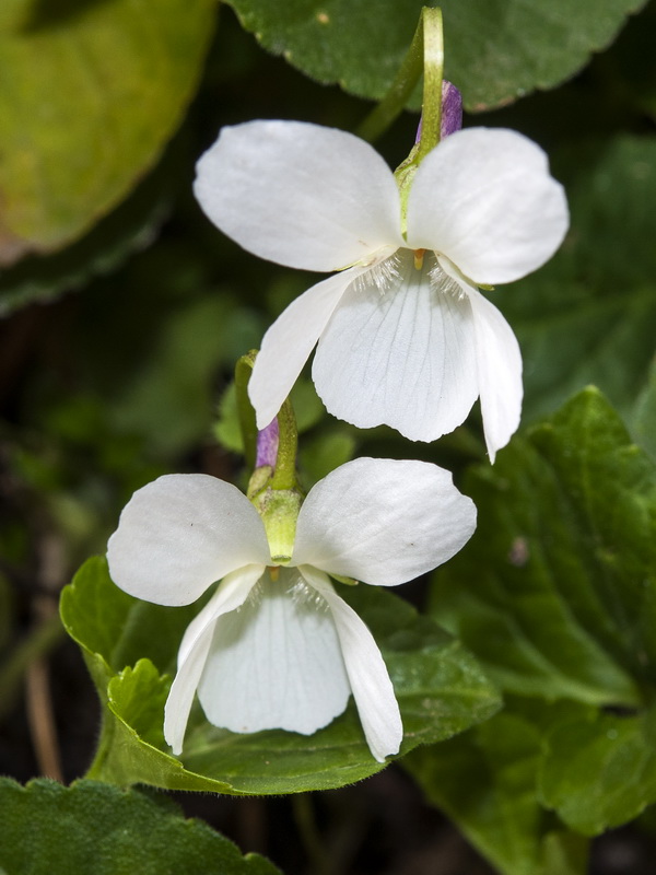 Viola odorata.08