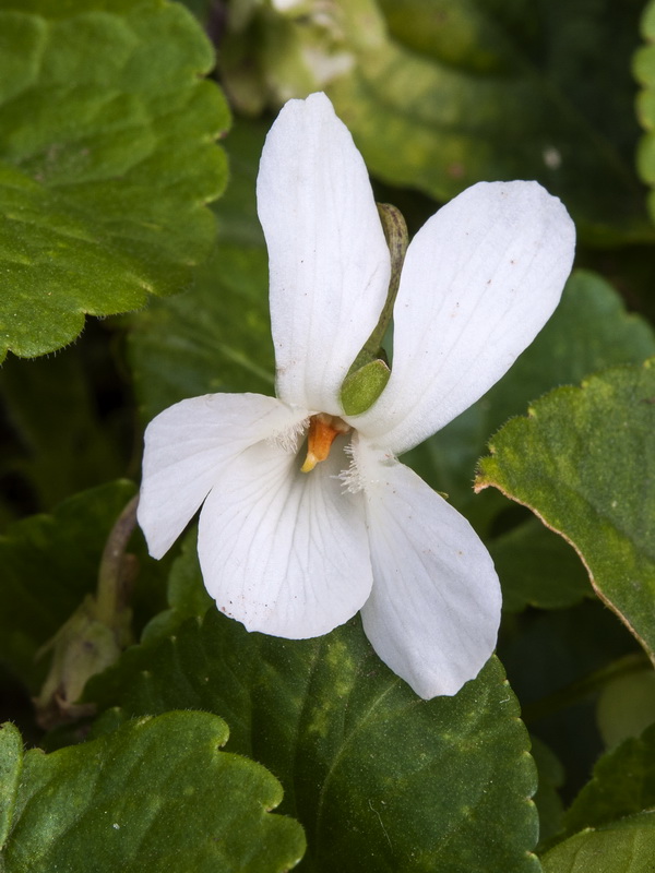 Viola odorata.09