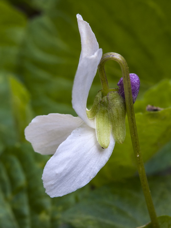 Viola odorata.10