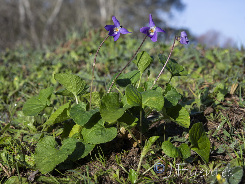 Viola odorata.01