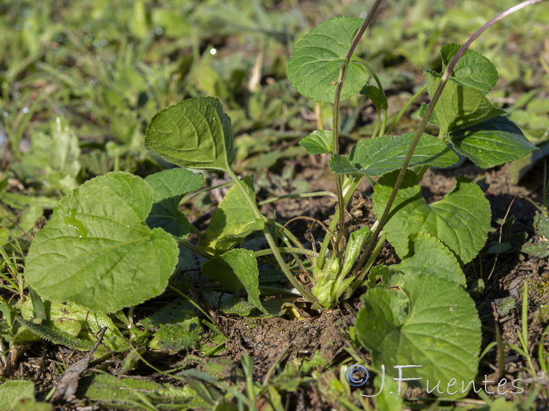 Viola odorata.13