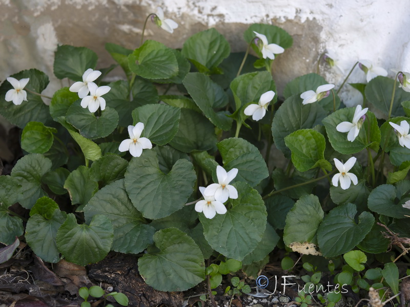 Viola odorata.15