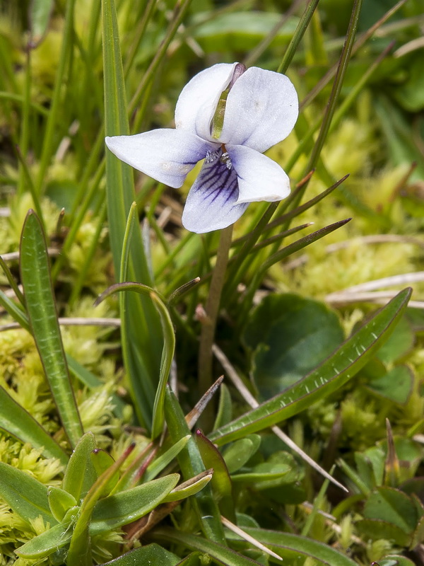 Viola palustris palustris.02
