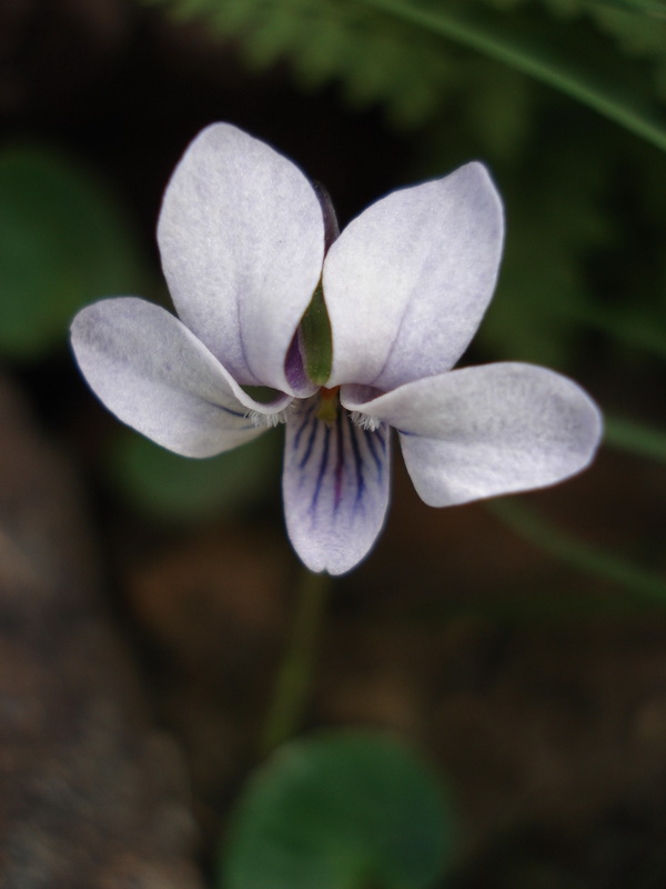 Viola palustris palustris.01
