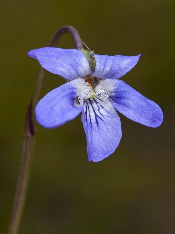Viola palustris palustris.04