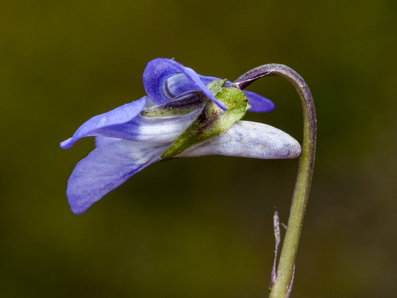 Viola palustris palustris.05