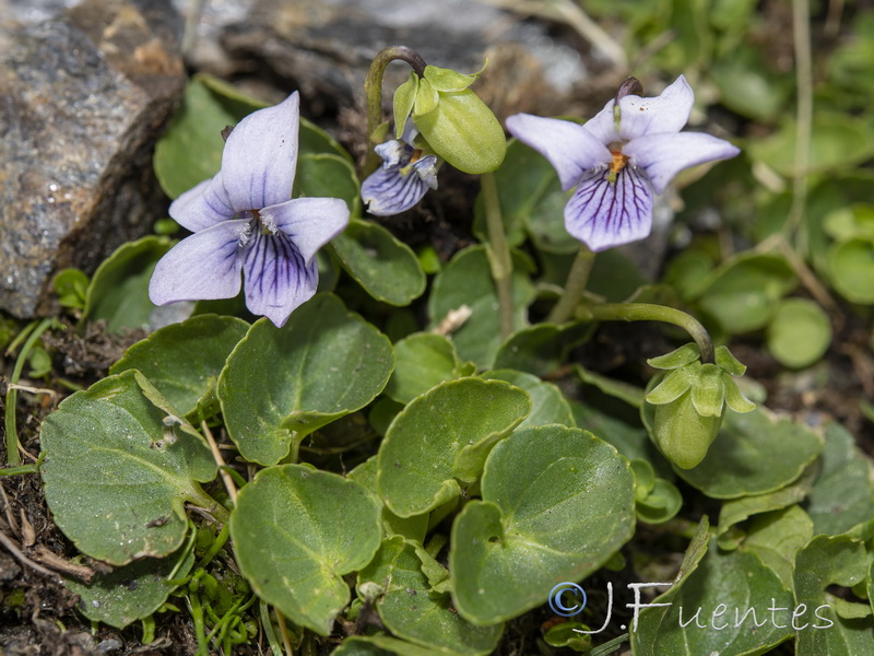 Viola palustris palustris.06