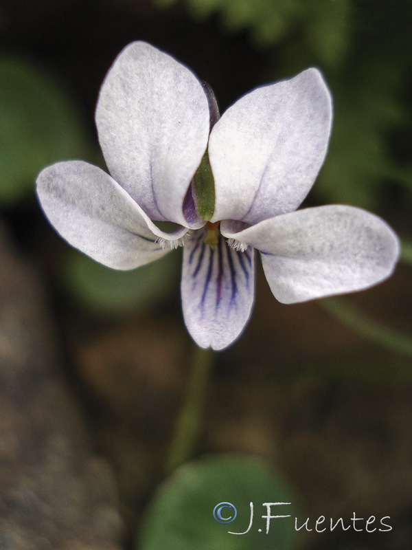 Viola palustris palustris.01