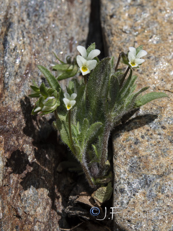 Viola parvula.01