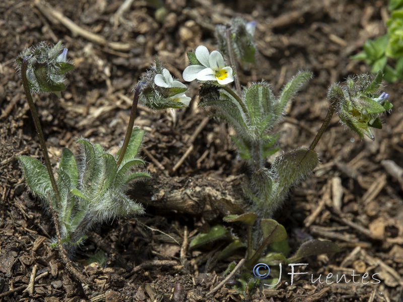 Viola parvula.02