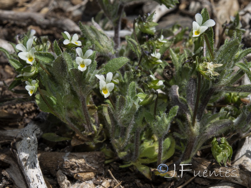 Viola parvula.03
