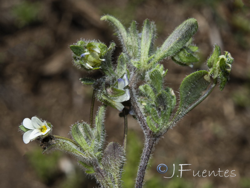 Viola parvula.05