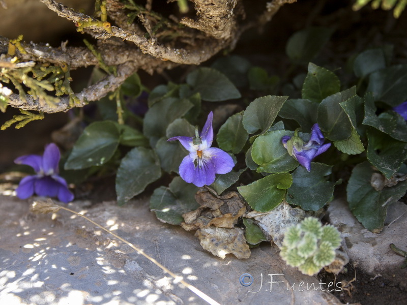 Viola pyrenaica.01