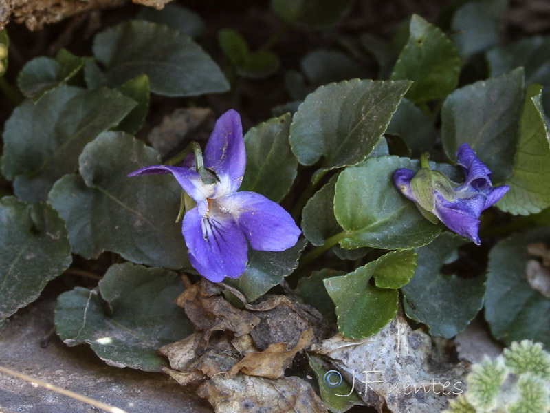 Viola pyrenaica.02
