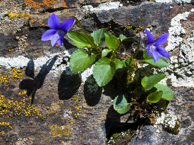 Viola riviniana.02