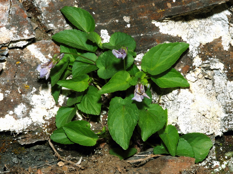 Viola riviniana.05