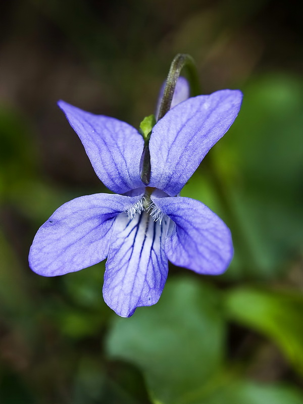 Viola riviniana.06