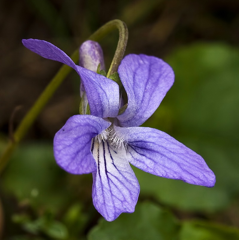 Viola riviniana.07