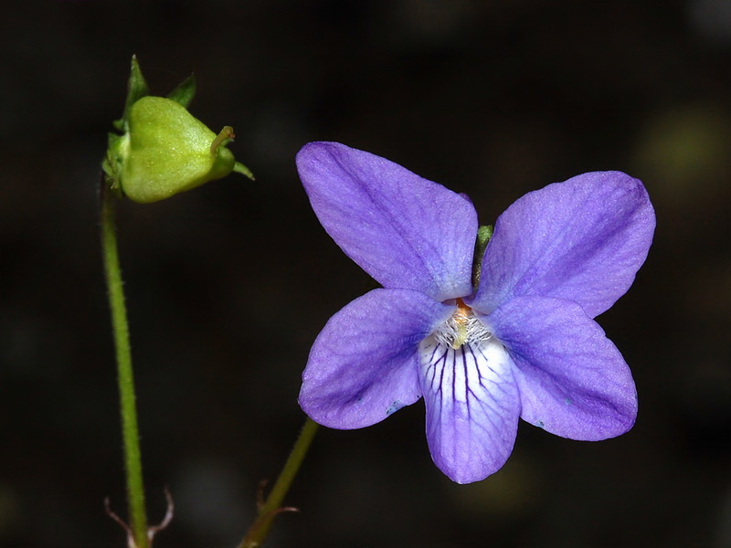 Viola riviniana.11