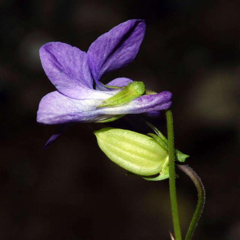 Viola riviniana.13
