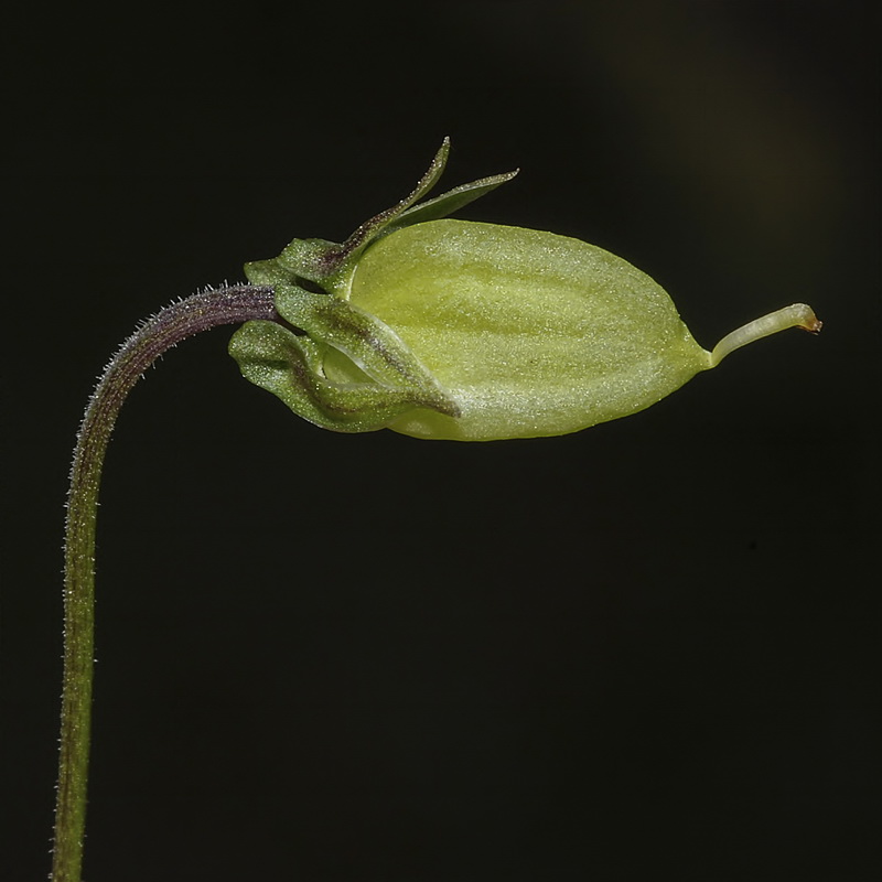 Viola riviniana.14