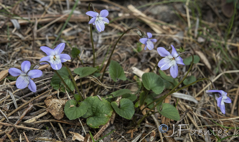 Viola riviniana.01