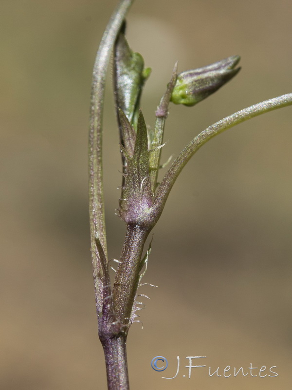 Viola riviniana.17