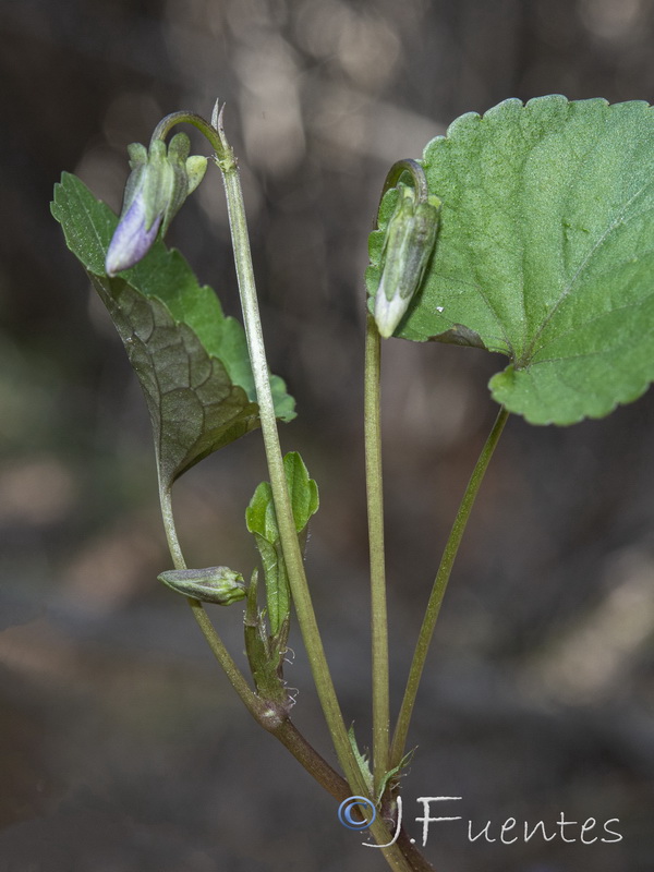 Viola riviniana.18