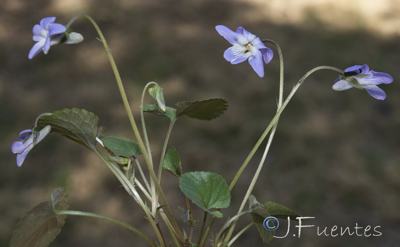 Viola riviniana.19