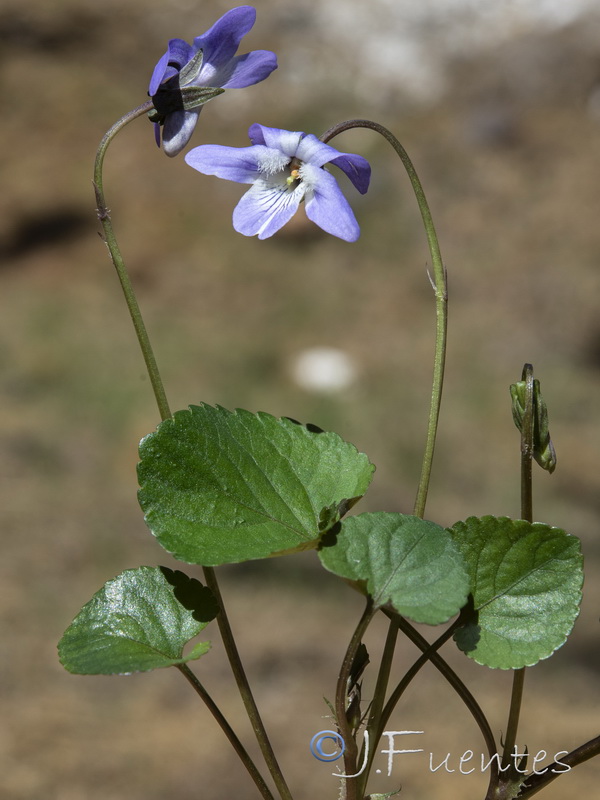 Viola riviniana.20