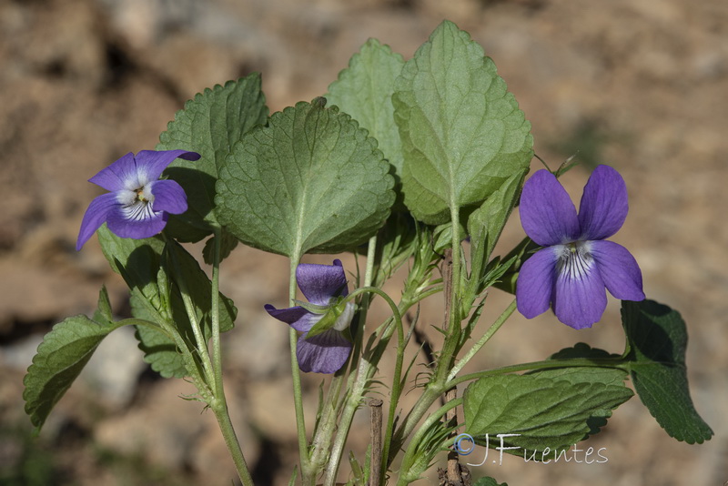 Viola riviniana.22