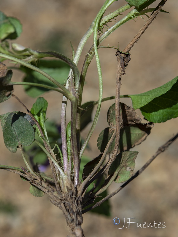 Viola riviniana.24