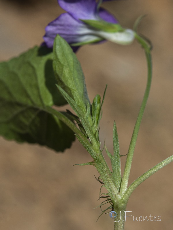 Viola riviniana.17