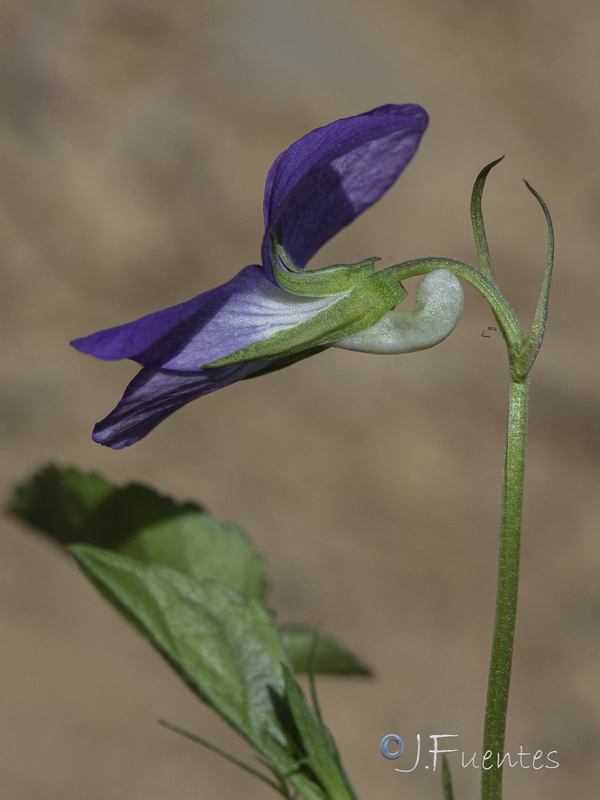 Viola riviniana.27