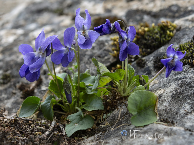 Viola riviniana.28