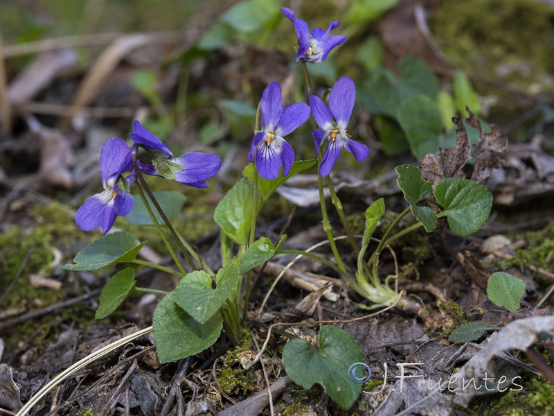 Viola suavis.01