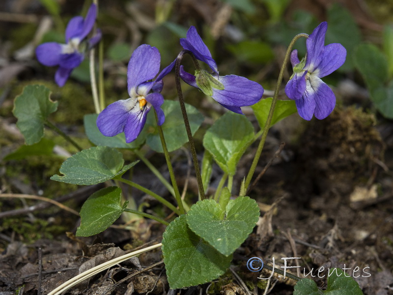 Viola suavis.02