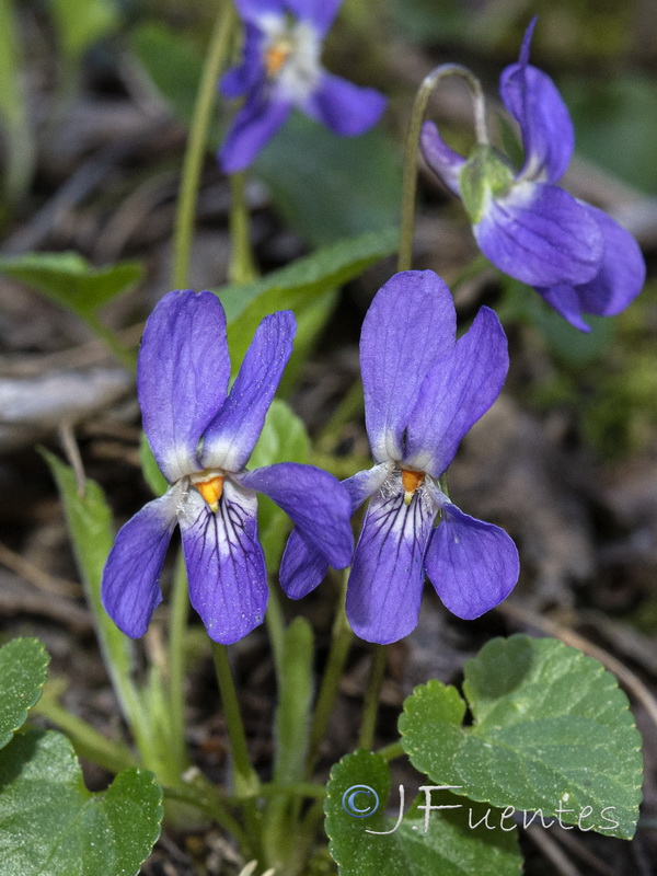 Viola suavis.03
