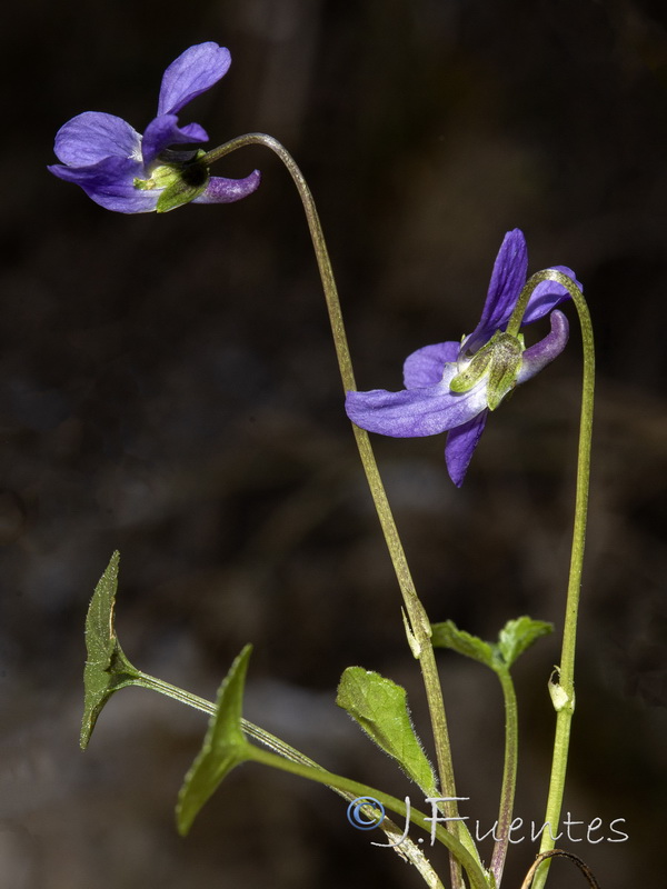 Viola suavis.04