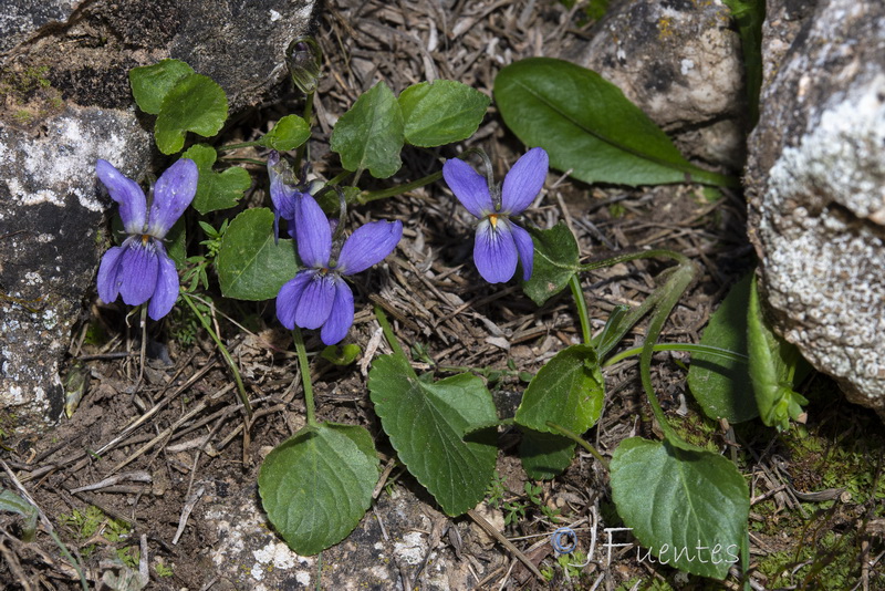 Viola suavis.05