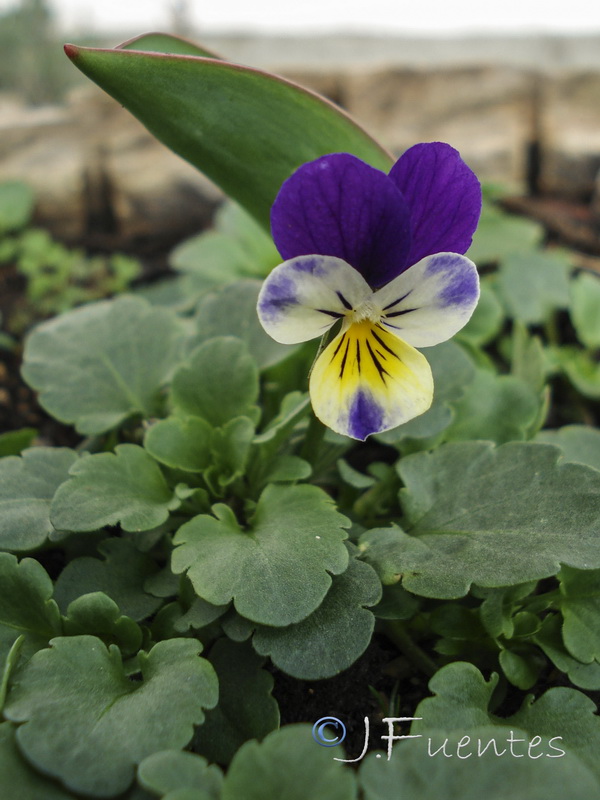 Viola tricolor.01