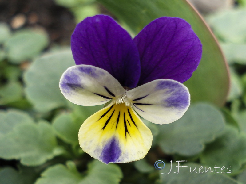 Viola tricolor.02