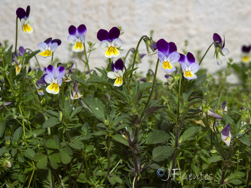 Viola tricolor.03