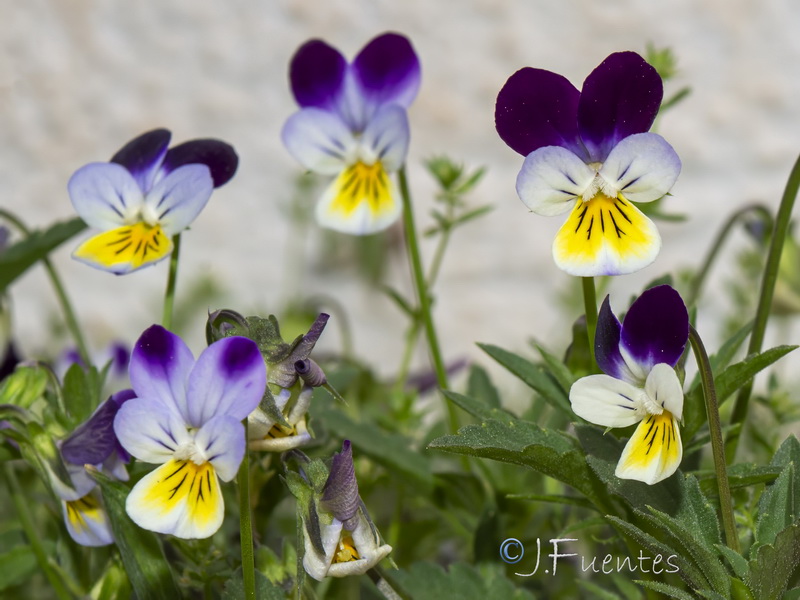 Viola tricolor.04