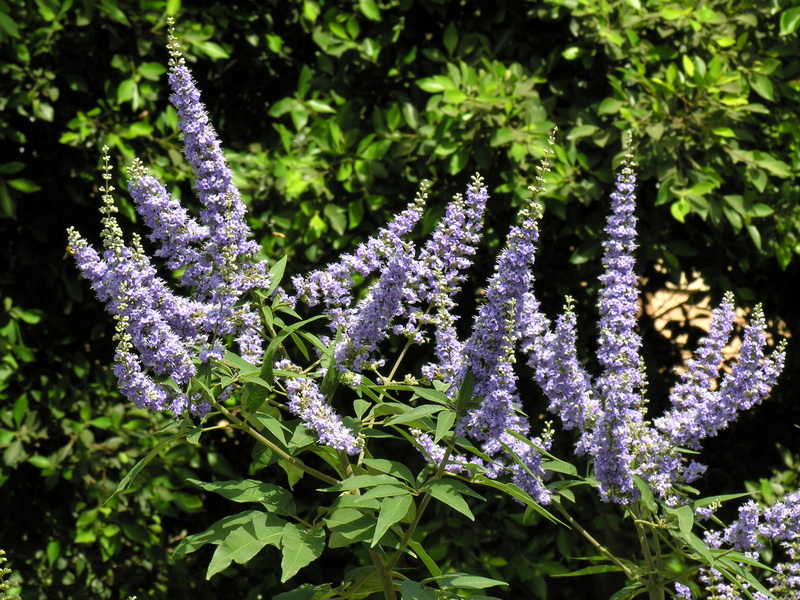 Vitex agnus castus.06