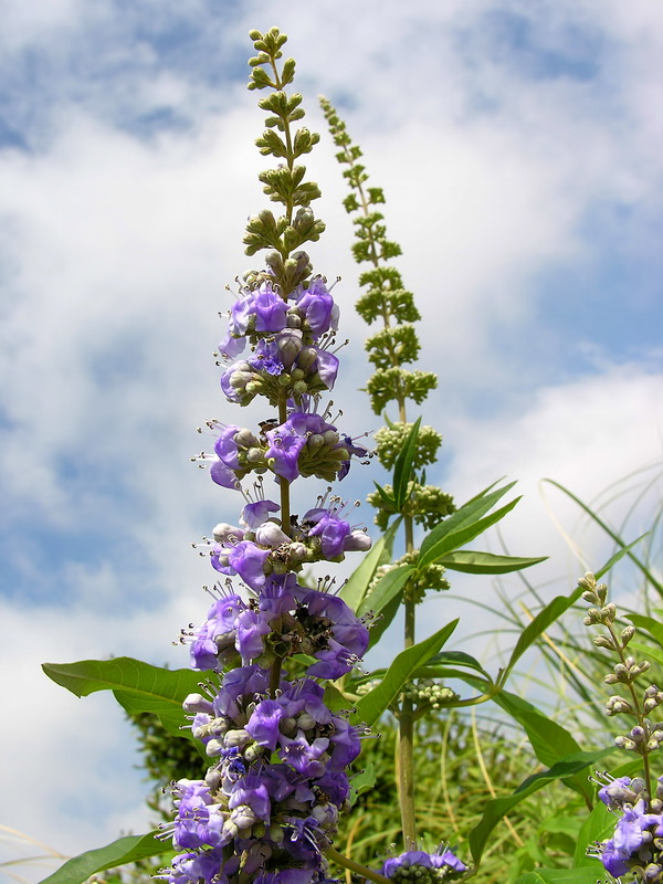 Vitex agnus castus.08