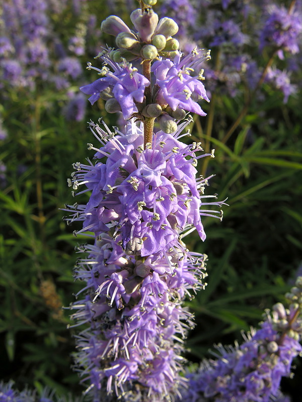 Vitex agnus castus.09