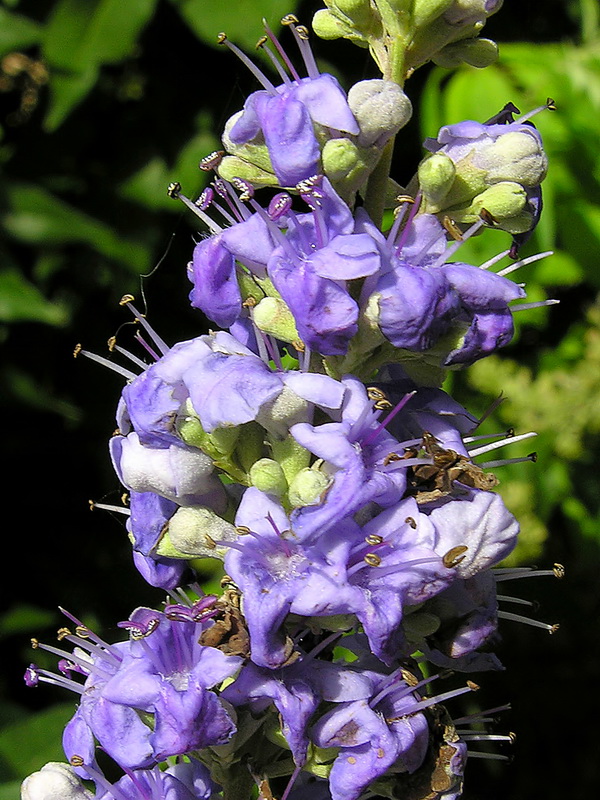 Vitex agnus castus.13