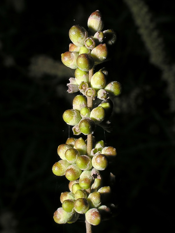 Vitex agnus castus.15