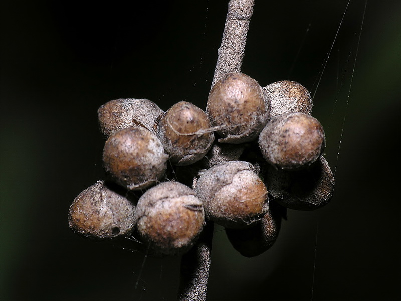 Vitex agnus castus.16